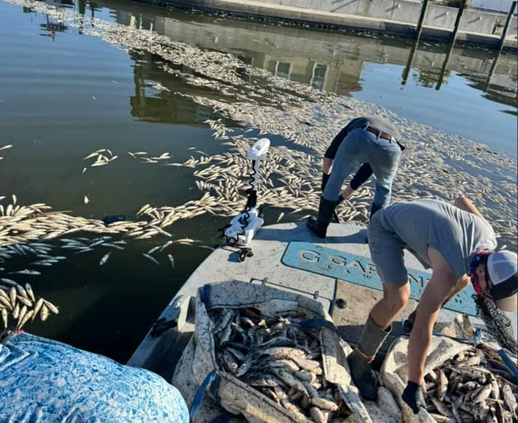 Cold snap kills hundreds to nearly 1,000 fish in Texas bay