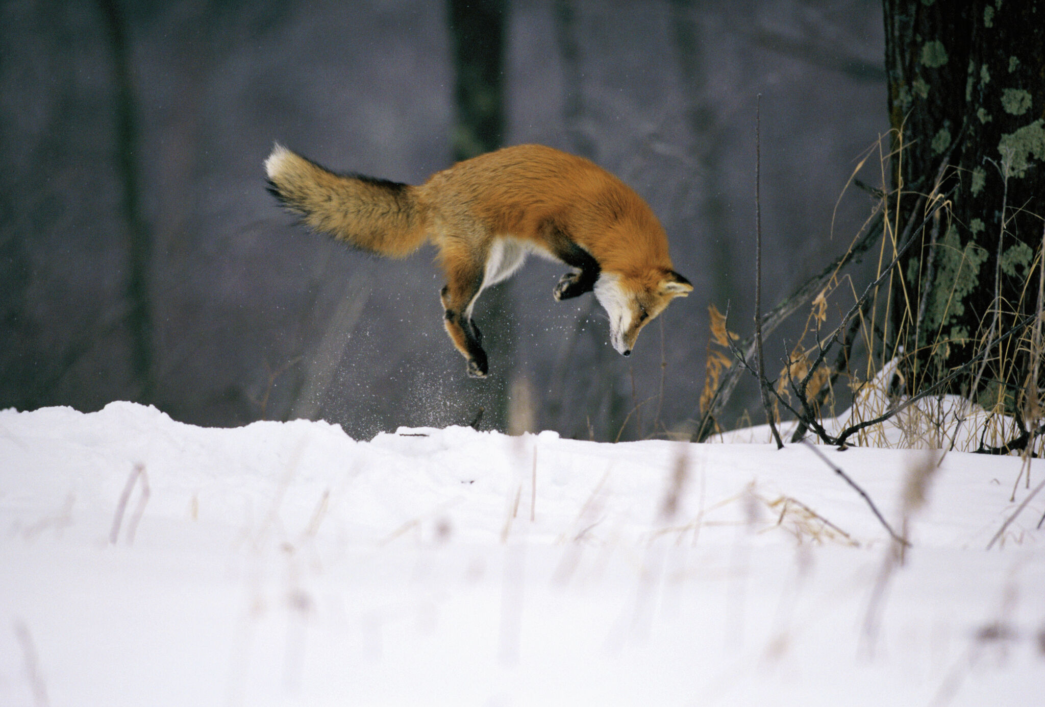 Red foxes use Earth's magnetic field to hunt in winter