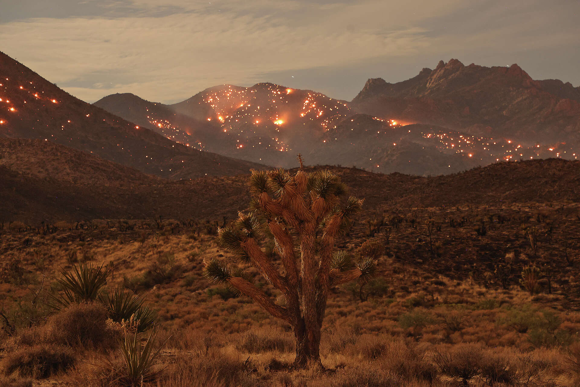 This Calif. Joshua Tree National Park hike is an endangered time warp