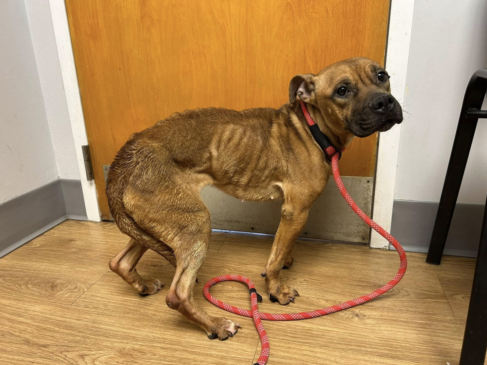 $5,000 reward offered after dog abandoned in East Hartford: Officials