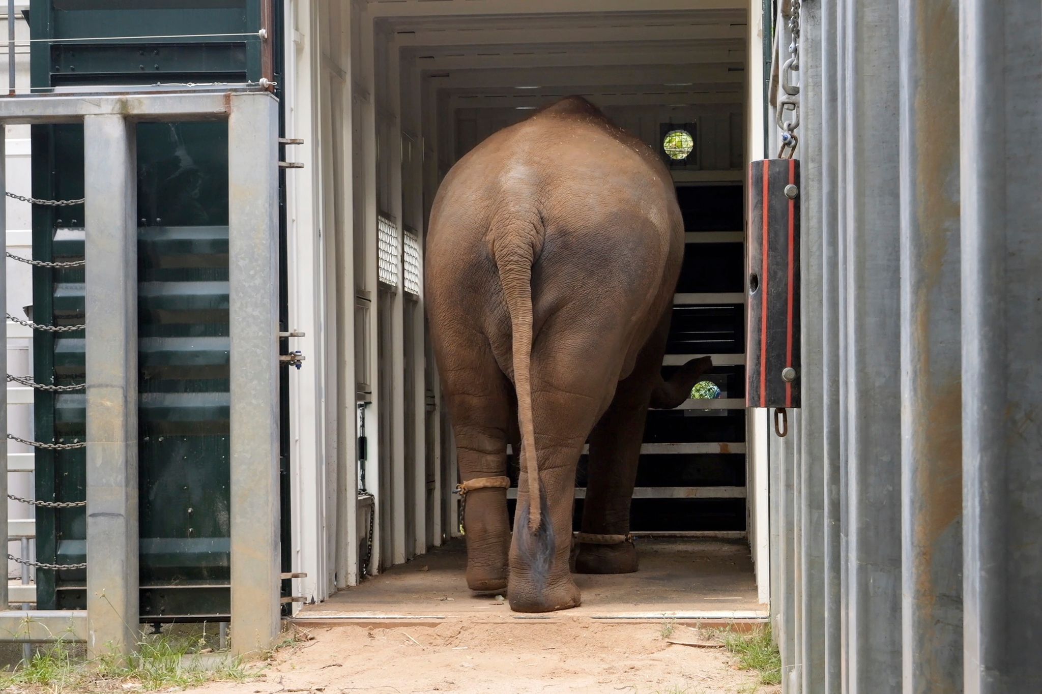 Elephants trumpet, squeak and flap their ears after their complex move across an Australian city