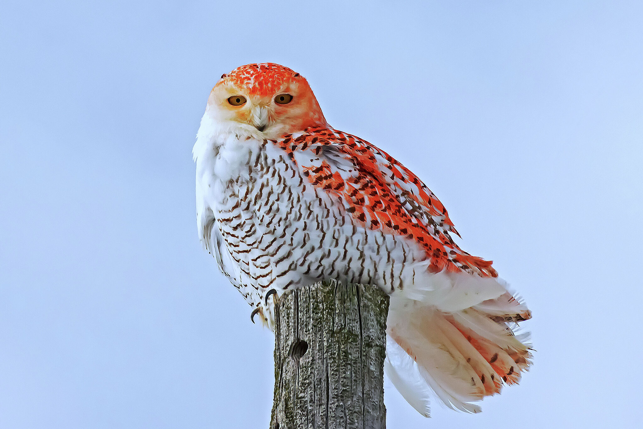 Rare Orange Snowy Owl Spotted in Michigan Leaves Scientists and Bird Lovers Amazed