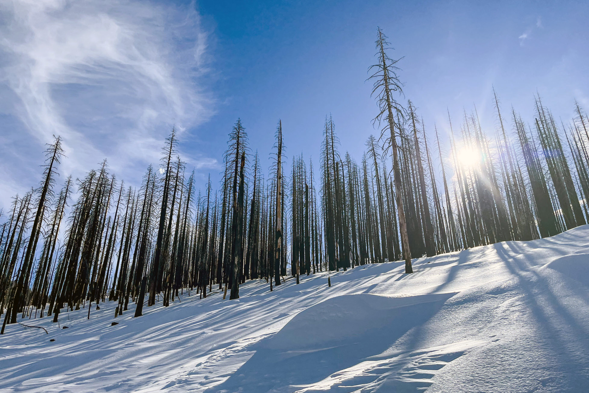 Federal government set to spray 'devastating' herbicide in Tahoe Basin