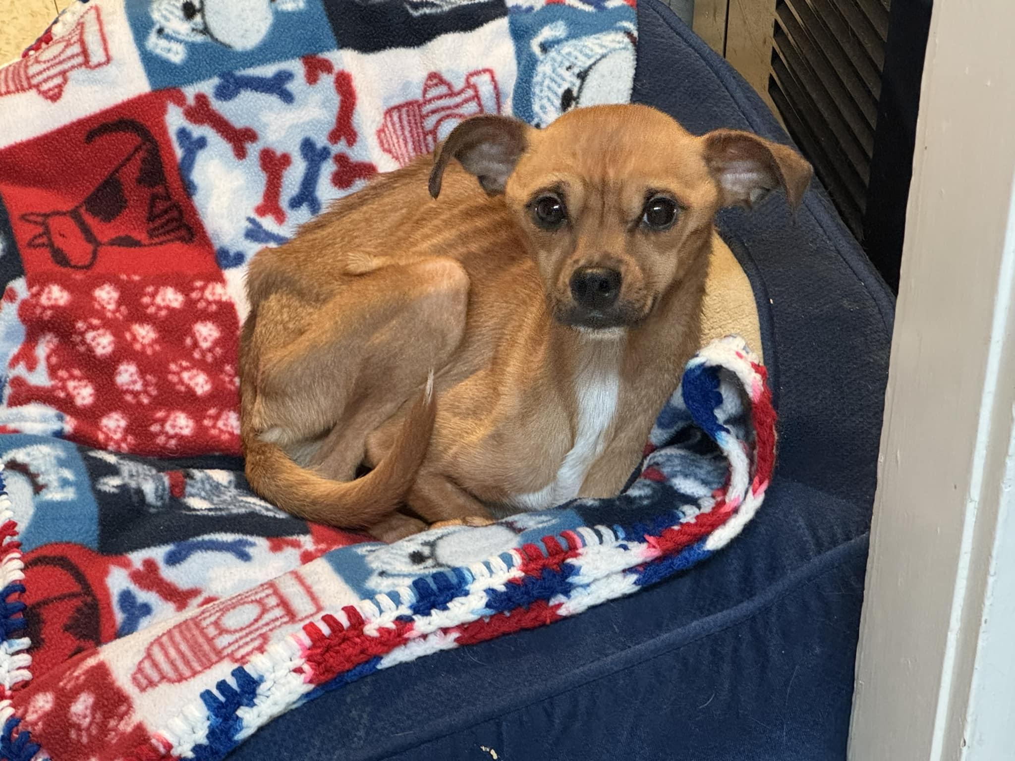 Killingly's Passion 4 Paws rescues 'emaciated' dog from Waterbury