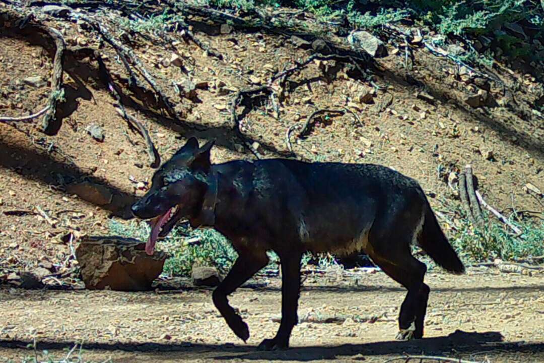 California captures, releases a dozen wolves amid rising cattle losses