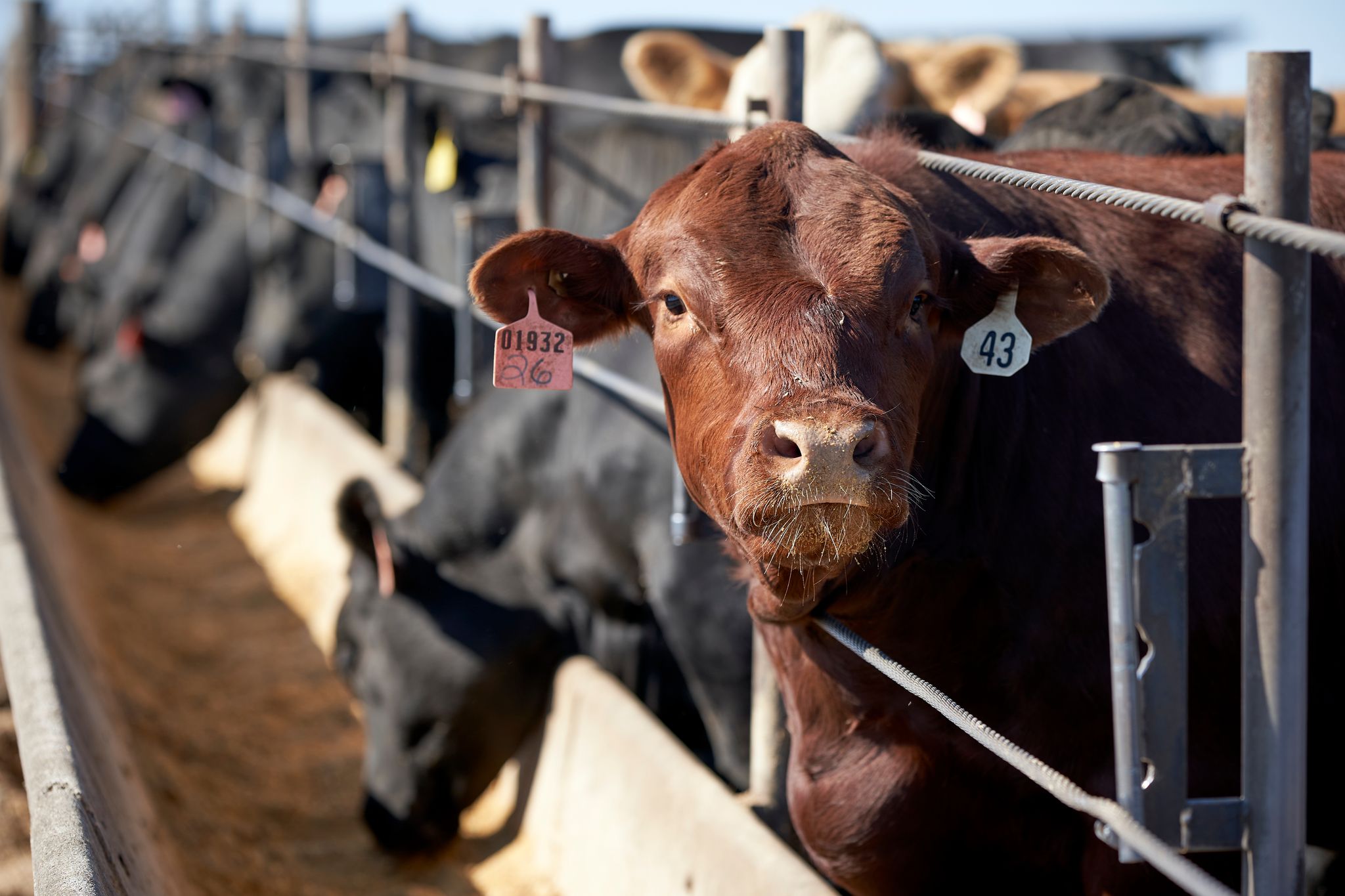 Nebraska's Lab-Grown Meat Ban Sparks Debate Among Ranchers and Industry