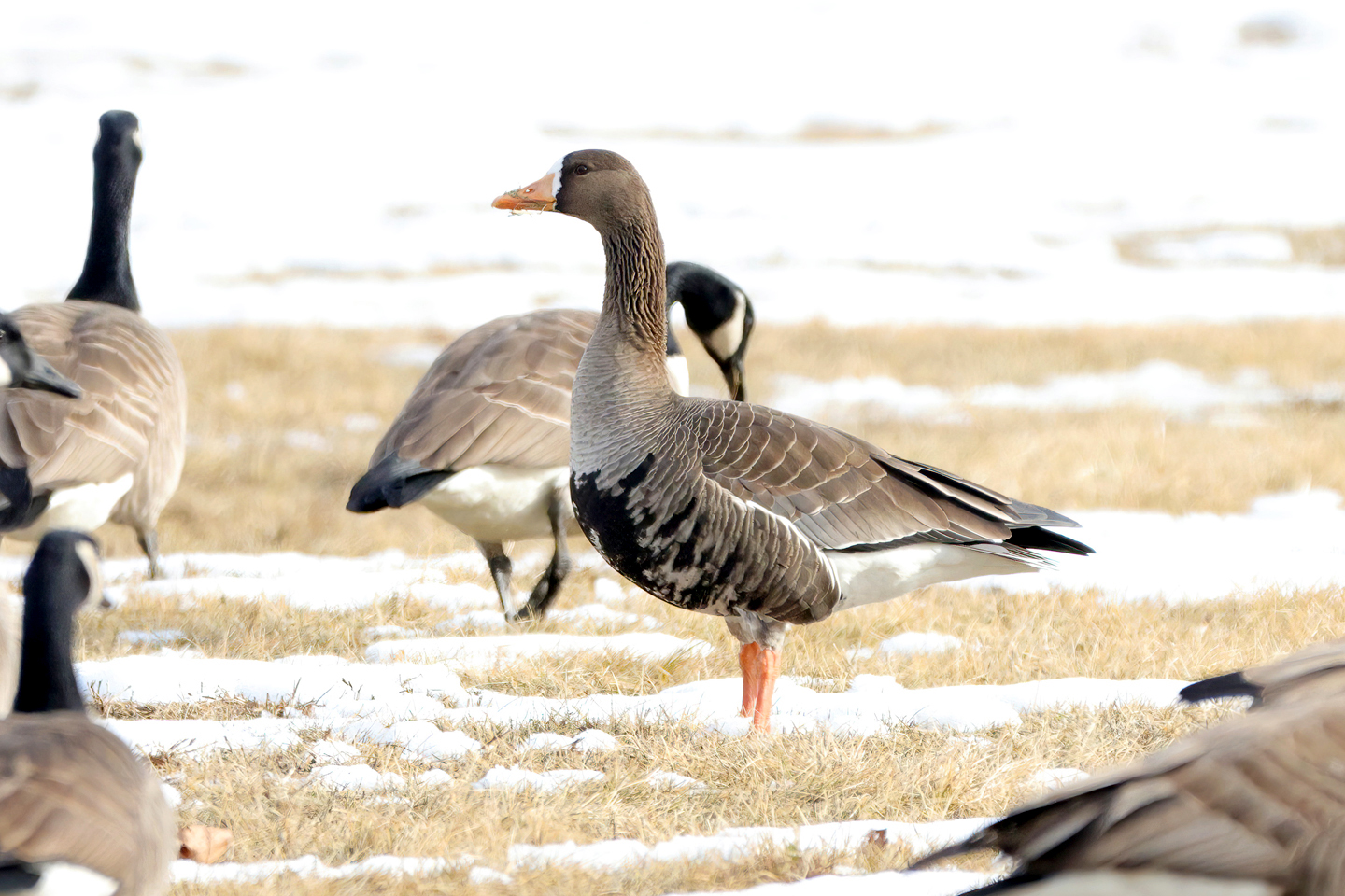 Springfield Goose Southbury gets visit from white-fronted goose