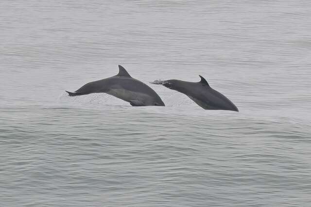 A pod of dolphins is frolicking at this San Francisco beach