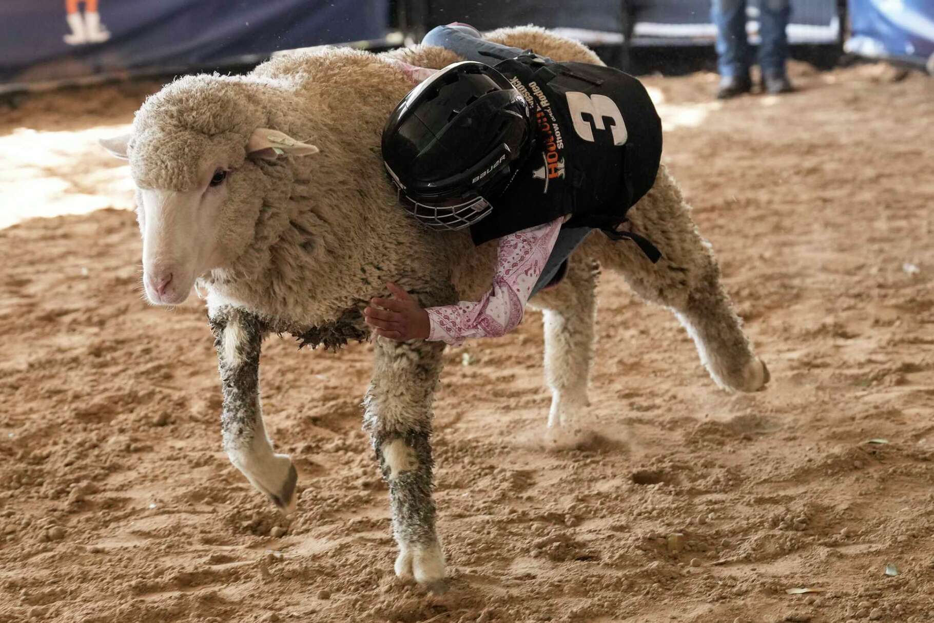 Jiana Morris hangs onto the sheep while doing mutton busting at Houston Livestock Show and Rodeo at NRG Park in Houston, Tuesday, March 4, 2025. Jiana won the first place of this round.