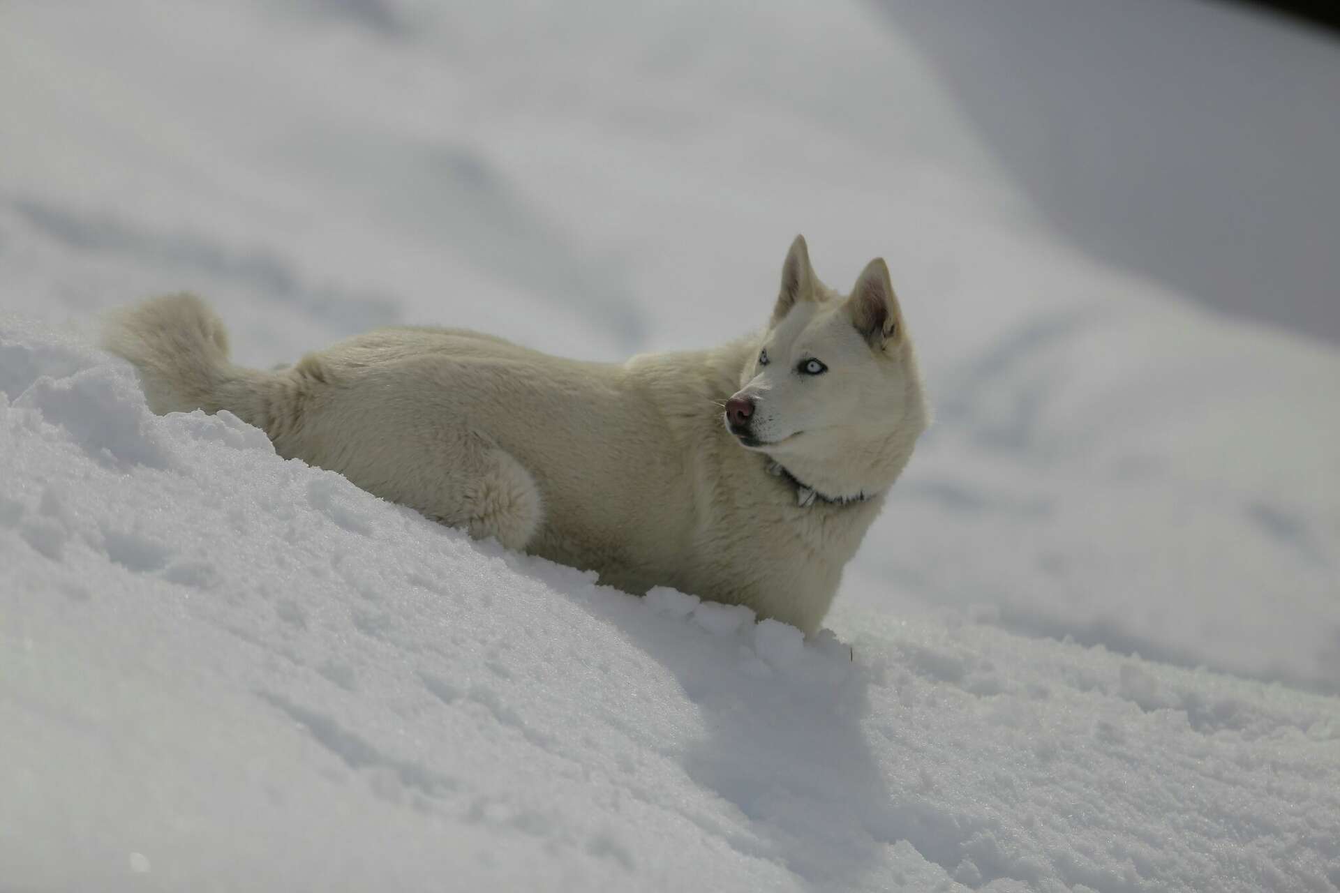 Image showcasing How to keep double-coated dogs safe in extreme temperatures