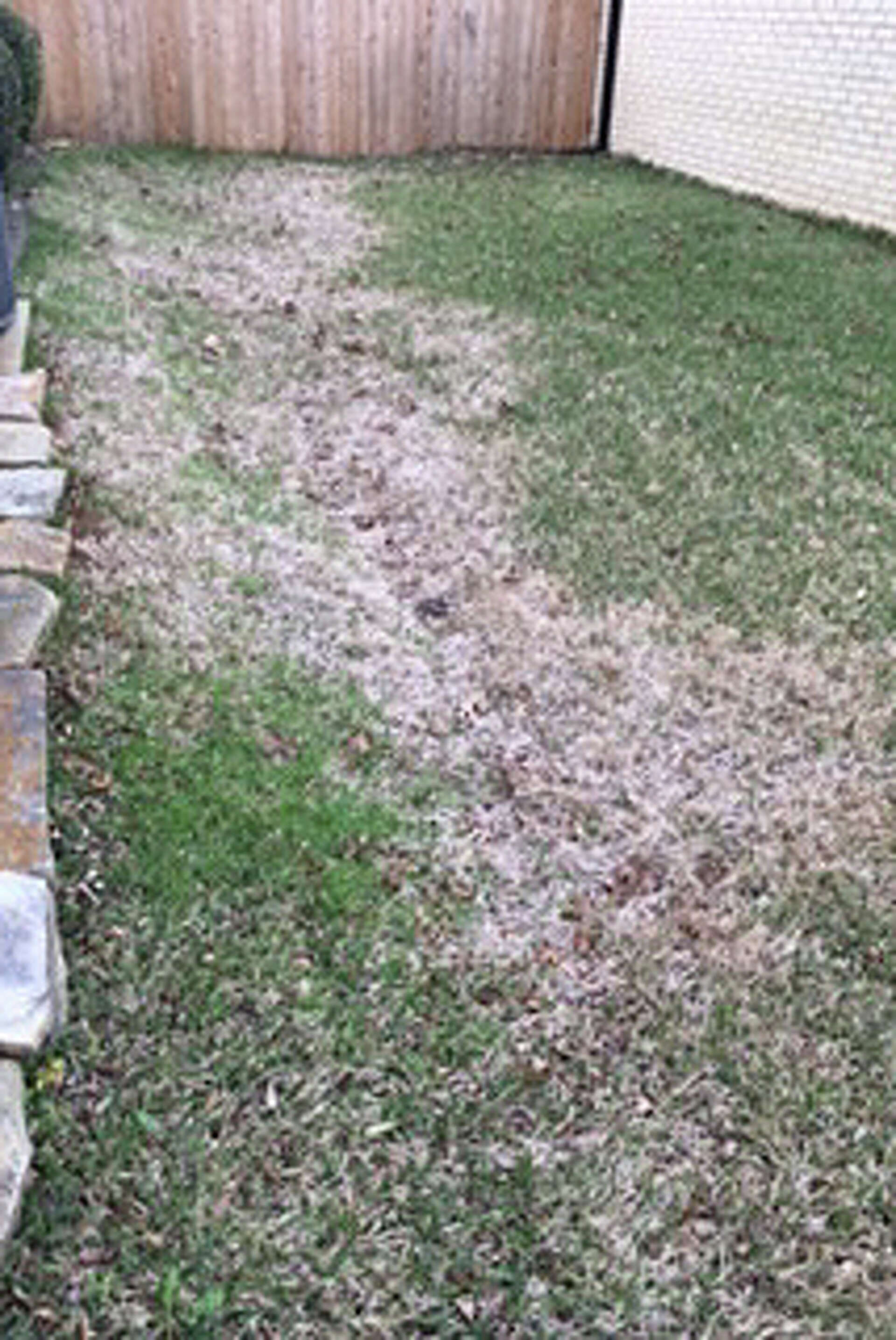 Here's how to spot, treat brown patch on St. Augustine