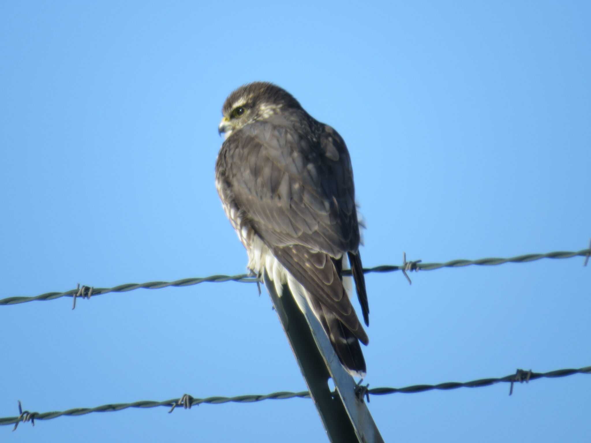 Merlin species of falcon holding its own in Connecticut