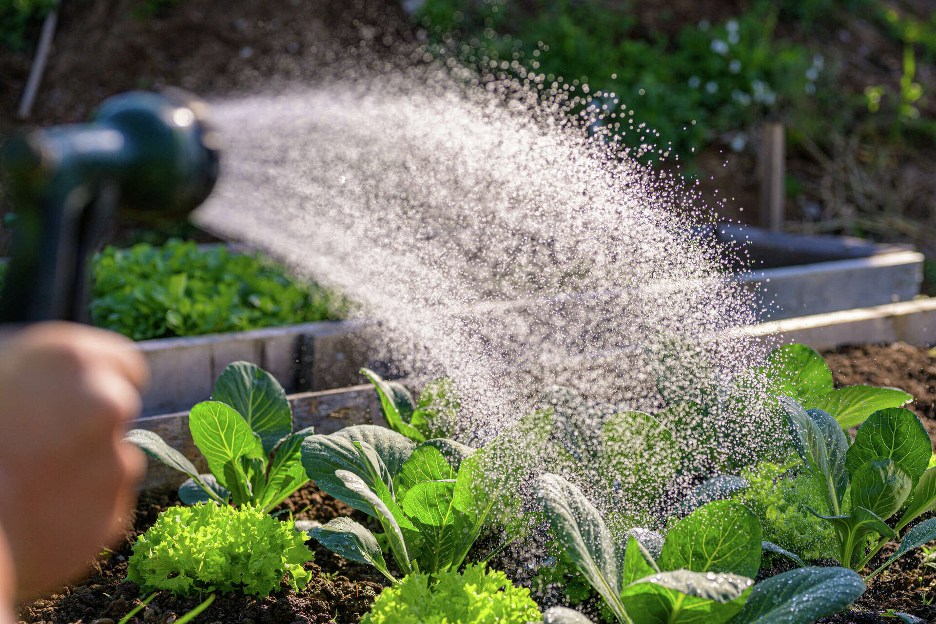 Growing your own garden 101: Beginner tips for a bountiful harvest