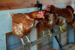 Vaccinating poultry could help cut soaring egg prices but US remains ...