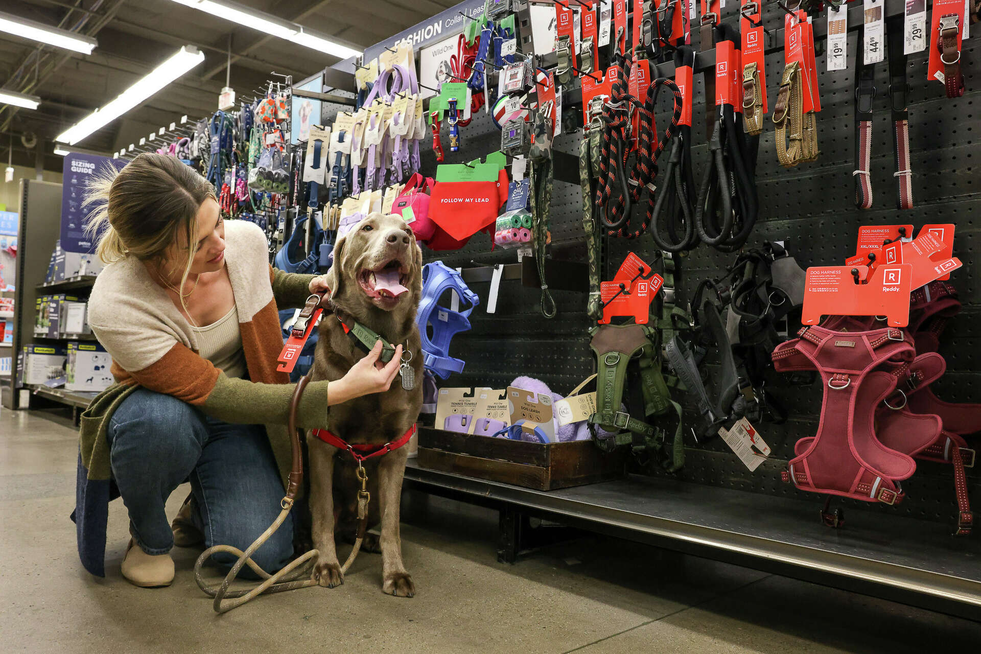 petco leashes and collars
