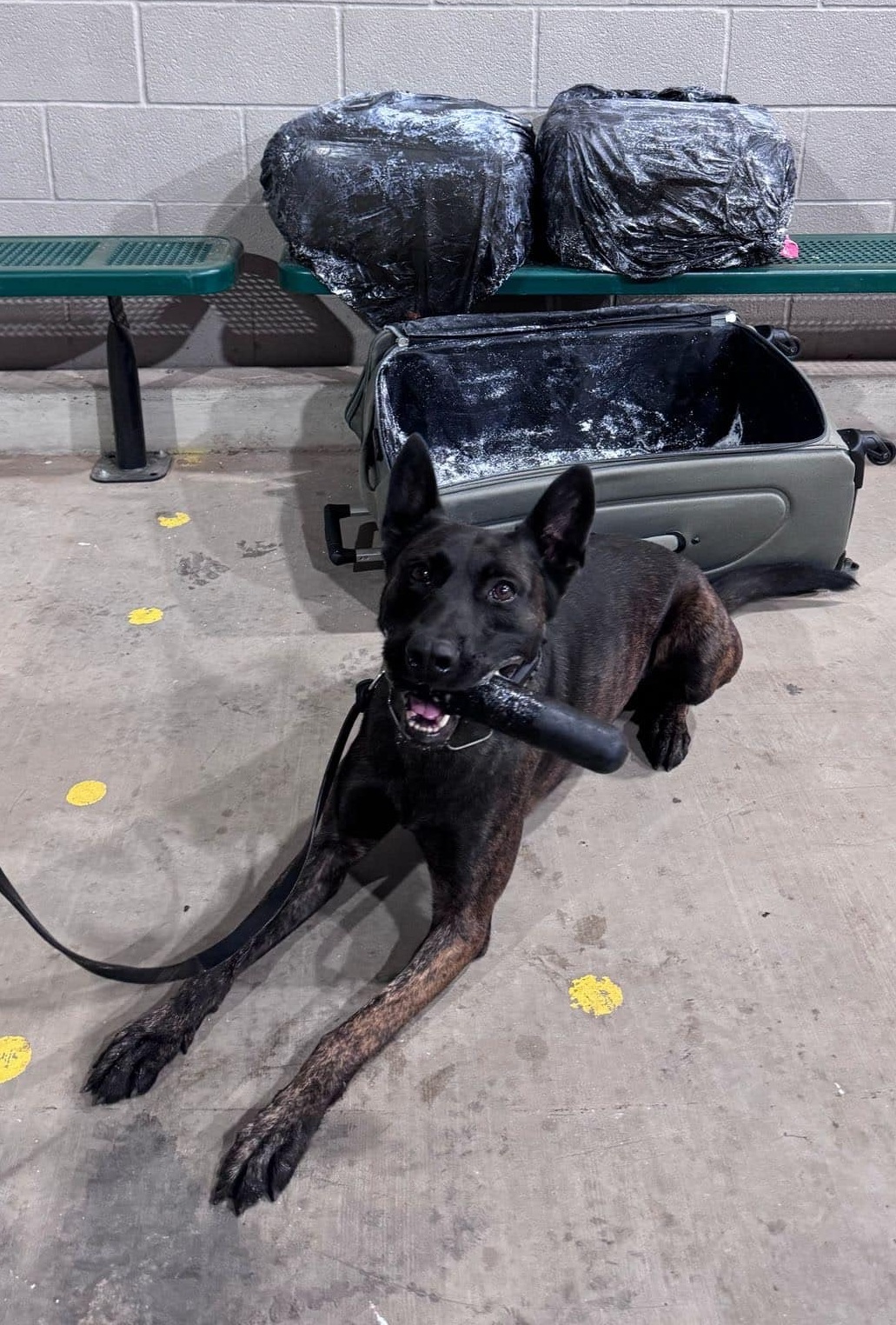 USBP agents seize $16,000 in marijuana at Laredo Sector checkpoint