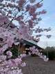 The first Cherry Blossom Festival will arrive at Dassai Blue Sake Brewery at Hyde Park the first weekend of April.