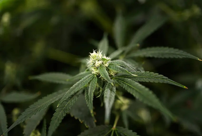 Texans blame prison-industrial complex for Republican push to ban THC