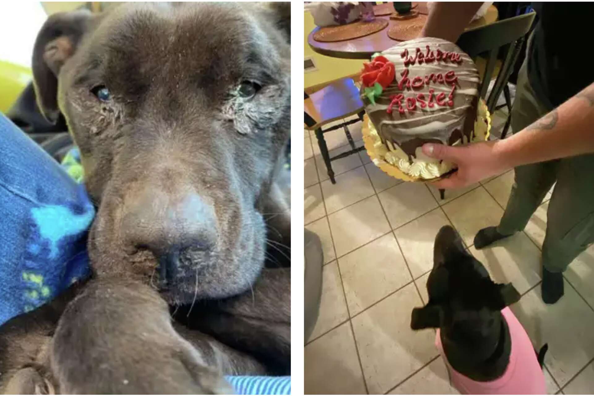 CT rescue dog gets adopted after surviving 'severe' wounds, starvation