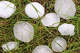 Large hailstones on grass.