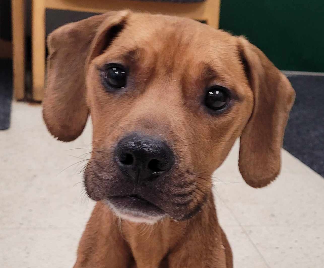 Starving dog found in Meriden recently gave birth, animal control says