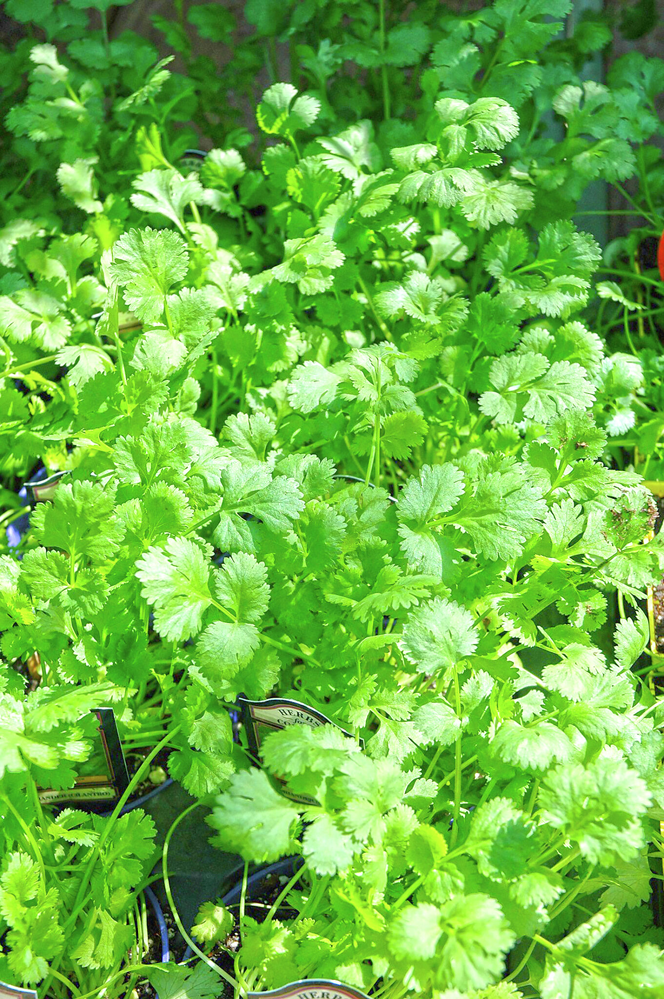 Grow, harvest, and enjoy all parts of cilantro