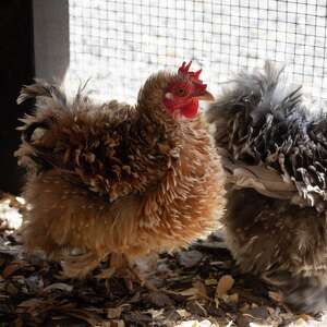 CDC Warns Spring Salmonella Surge: Texas Pet Poultry Risk