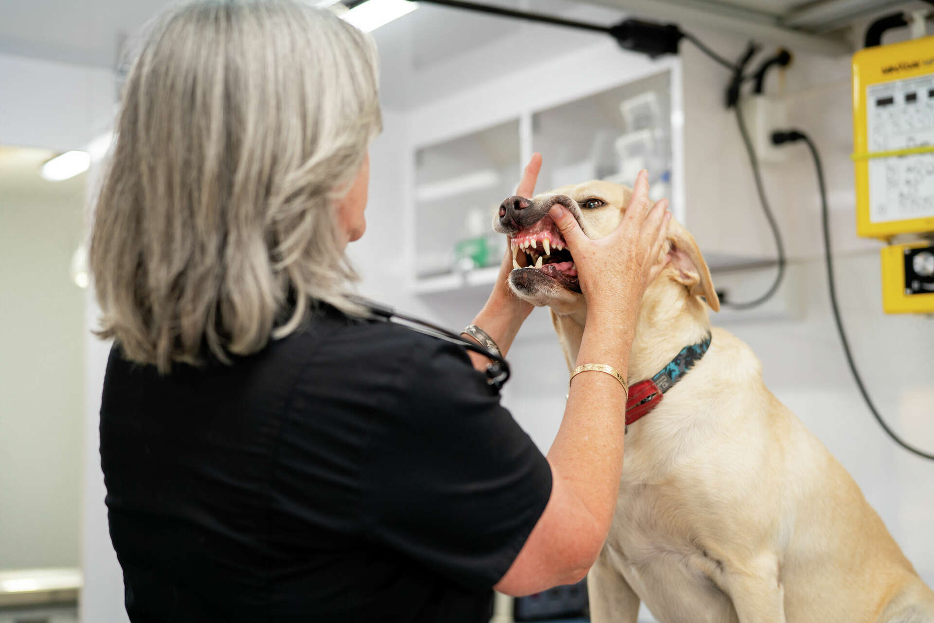Nonprofits help older adults care for their pets