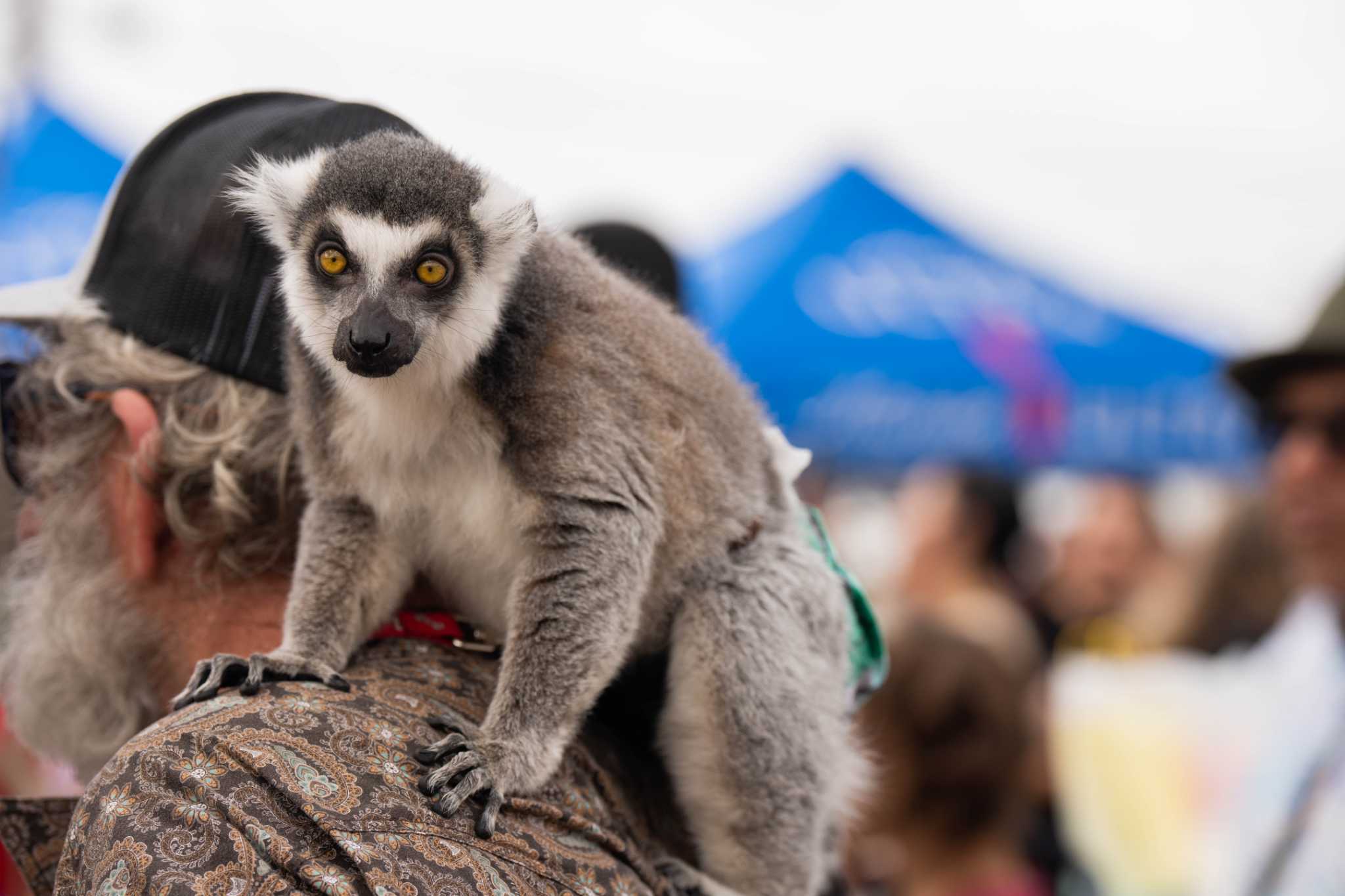 Houston man sentenced to 6 months in prison for selling endangered lemurs