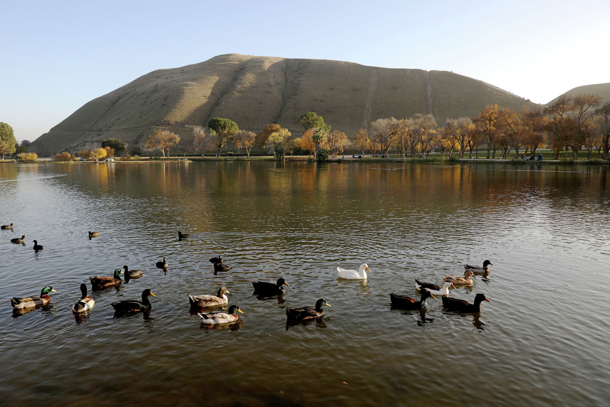 Group offers reward for abducted California peacock