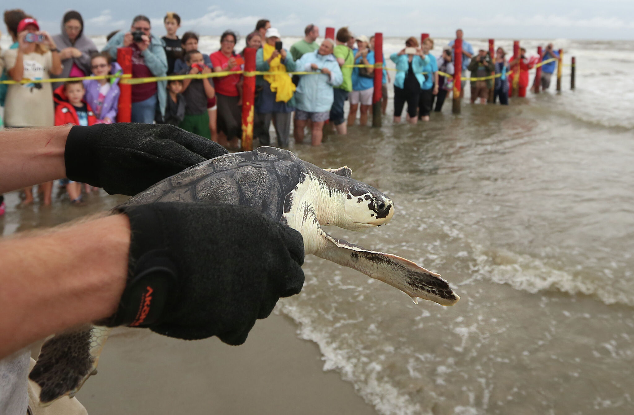 Texas Gulf Coast sees Kemp's ridley sea turtles nesting season