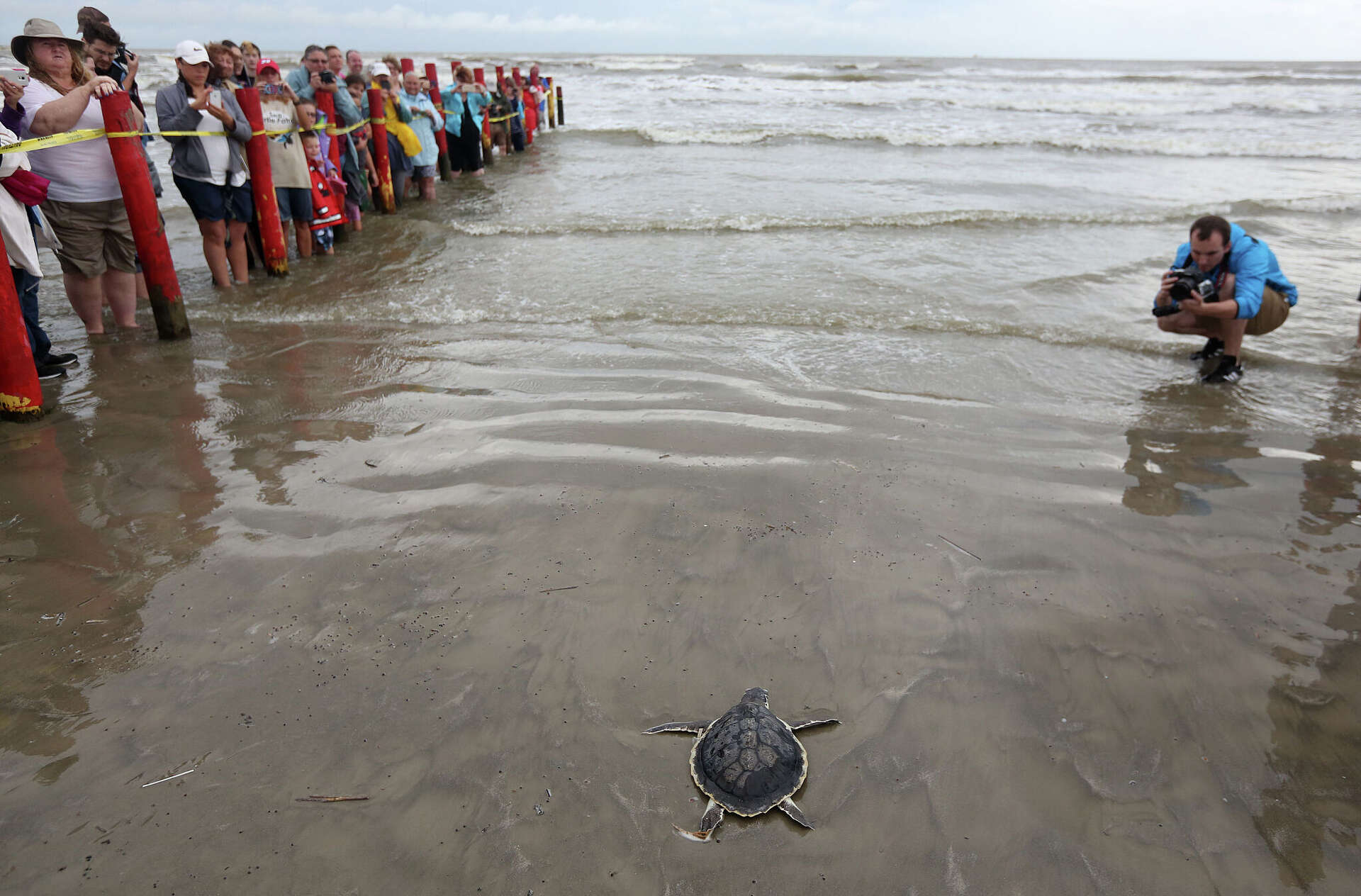 Texas Gulf Coast sees Kemp's ridley sea turtles nesting season