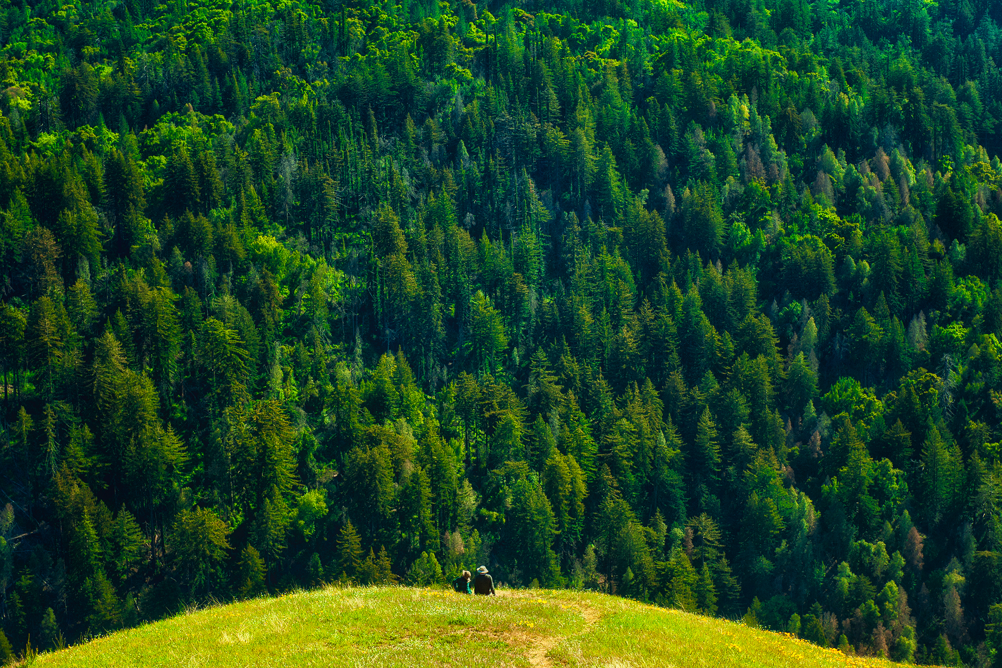 Trump admin declares emergency in California’s federal forests