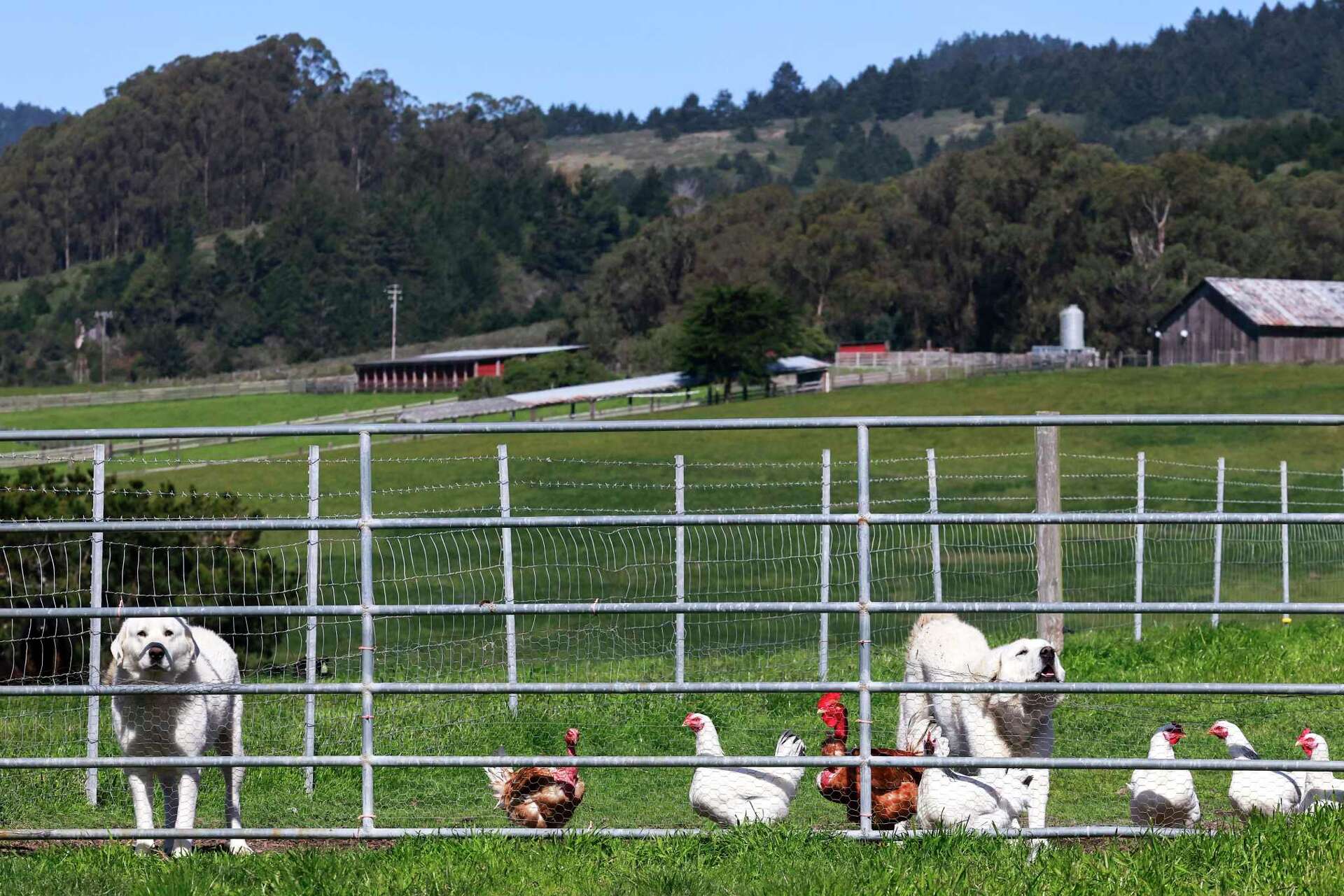 Point Reyes Ranching Legendary California beef rancher fears for the future of Point Reyes