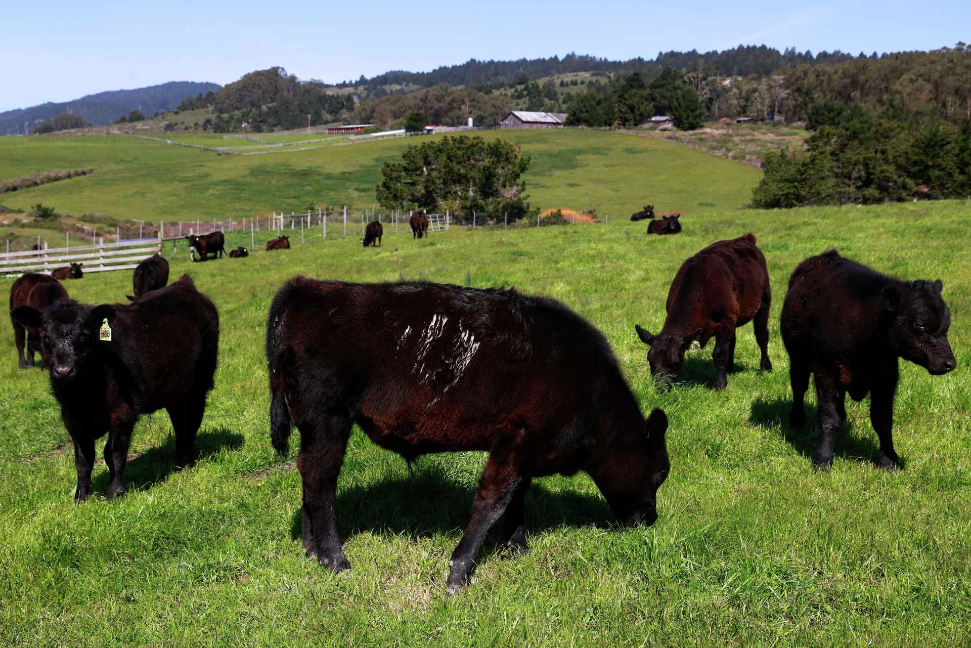 Point Reyes Ranching Legendary California beef rancher fears for the future of Point Reyes