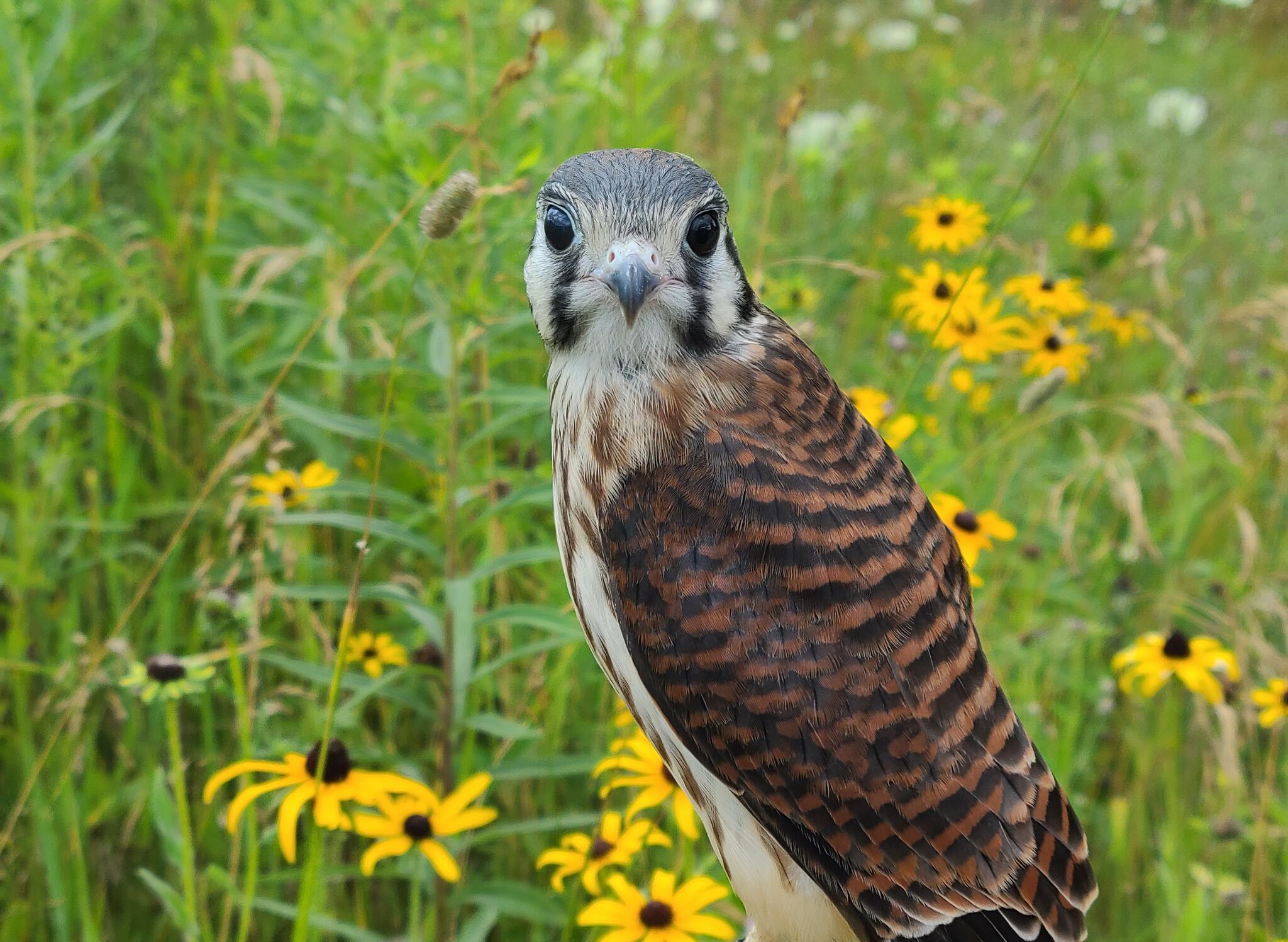 Benzie Audubon program to feature Skegemog Raptor Center