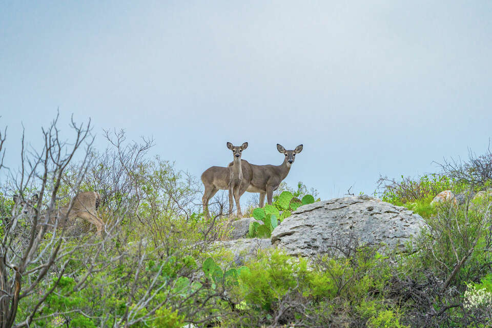 Silver S Ranch lists Texas kingdom twice as big as Manhattan