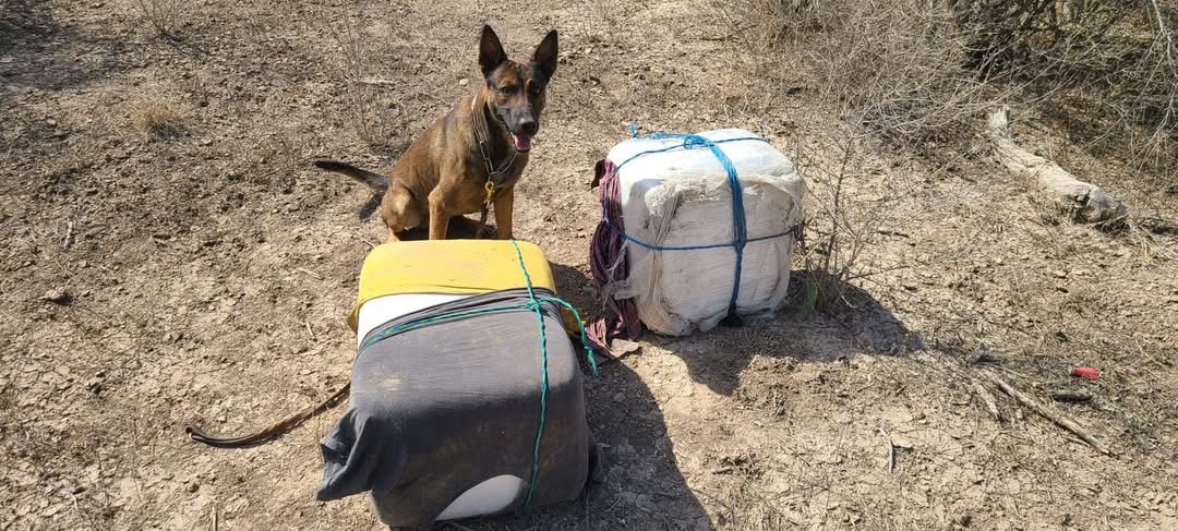 Laredo Sector K-9 Officer Demon dies, leaves lasting legacy Laredo Sector K-9 Officer Demon dies, leaves lasting legacy