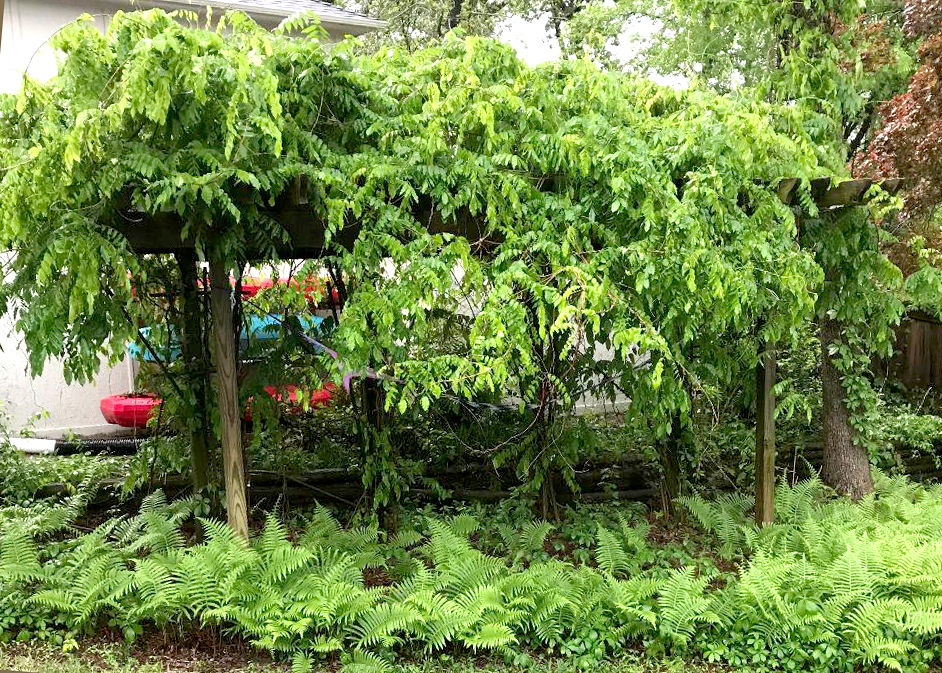 japanese white wisteria Buy Wisteria floribunda 'Snow Showers' White Flowering Japanese Wisteria   Mr Maple  Buy Japanese Maple Trees