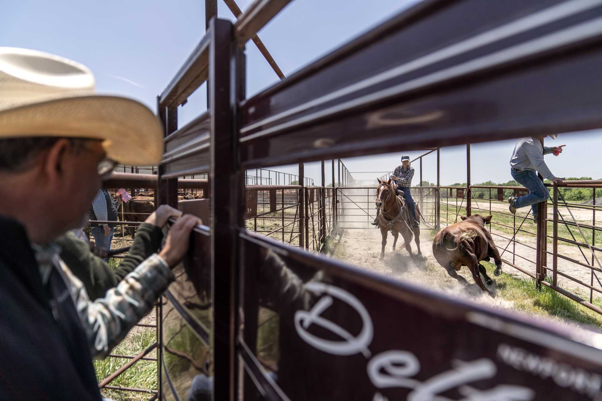 Ranchers hope Trump’s tariffs boost demand for cattle