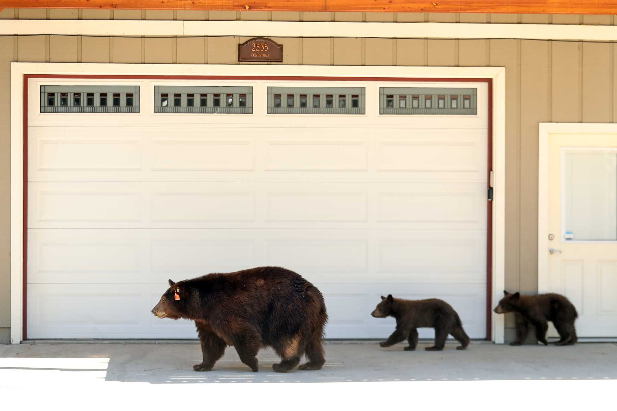 California may be the world's black bear capital, new report says