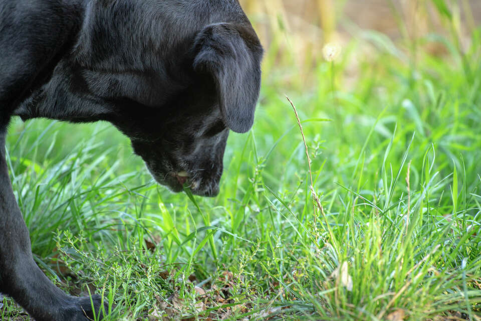 Understanding redirected aggression in cats and how to manage