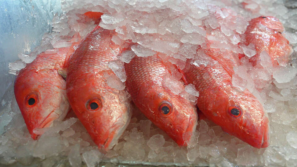 Red Snapper are pictured at Katie's Seafood Market in Galveston, TX on April 18, 2025. Scott Hickman, a fishing charter boat captain in Galveston is worried that cuts to NOAA puts the U.S. fishing industry at risk.