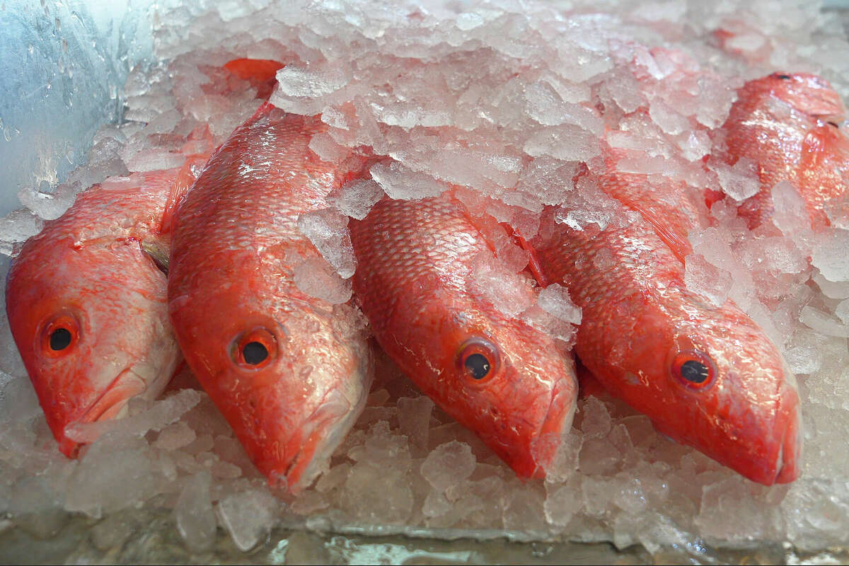 Red Snapper are pictured at Katie's Seafood Market in Galveston, TX on April 18, 2025. Scott Hickman, a fishing charter boat captain in Galveston is worried that cuts to NOAA puts the U.S. fishing industry at risk.