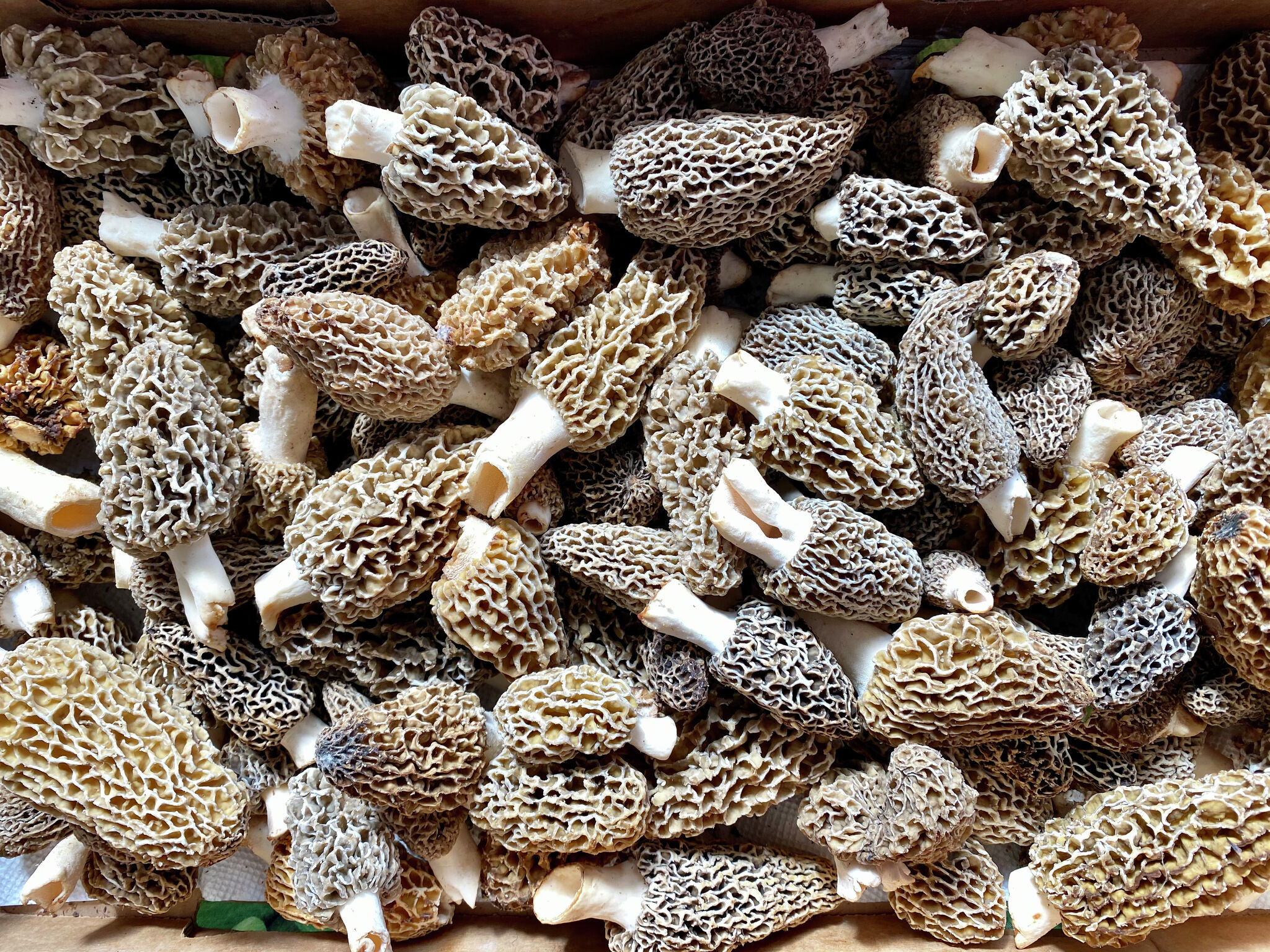 Morel mushroom treasure hunt begins - RawImage 