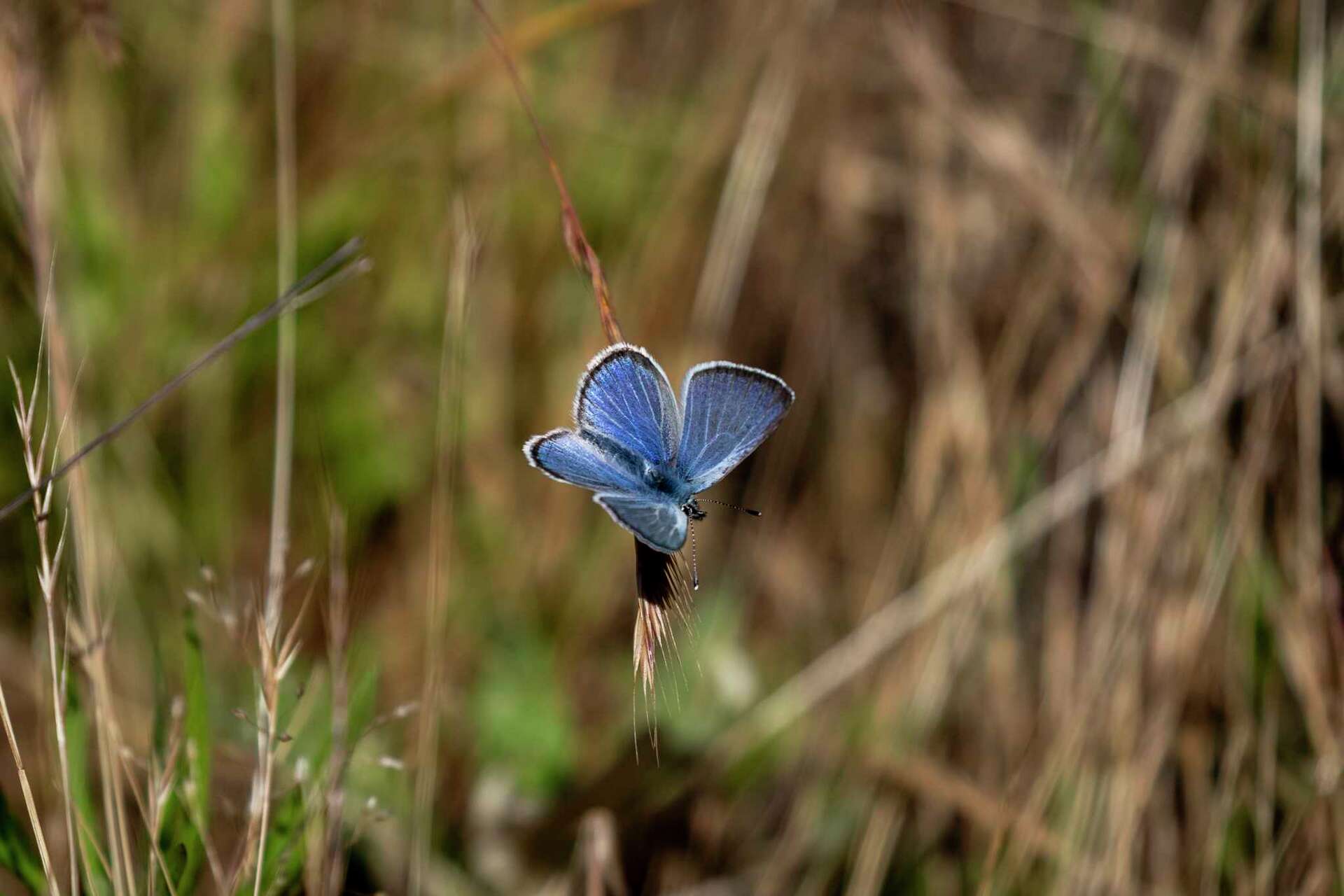 Silvery Blue Butterfly Size