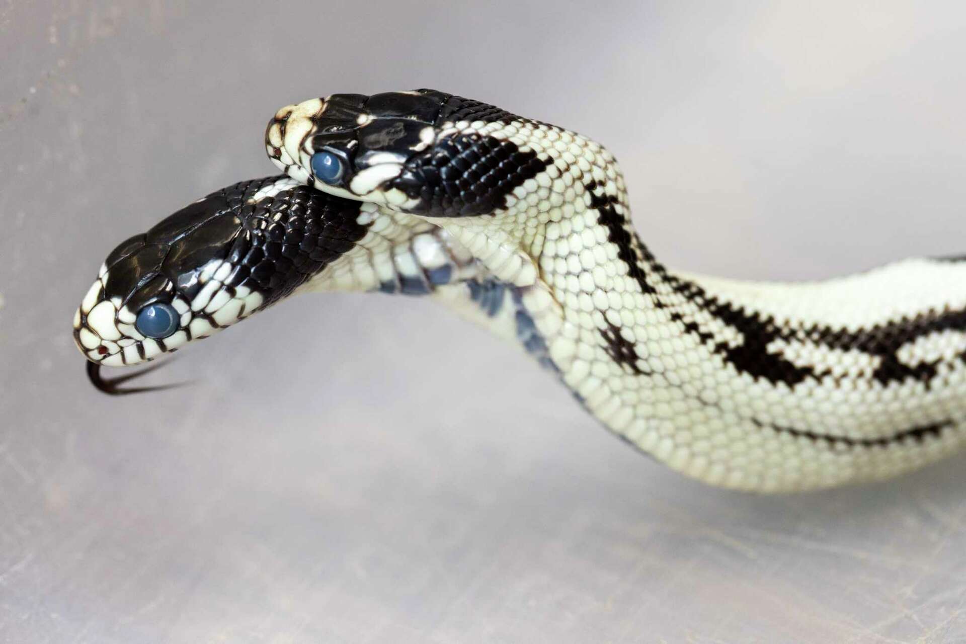 A Berkeley Pet Store Hatched A Very Rare Reptile A Two headed Snake A Berkeley Pet Store Hatched A Very Rare Reptile A Two headed Snake