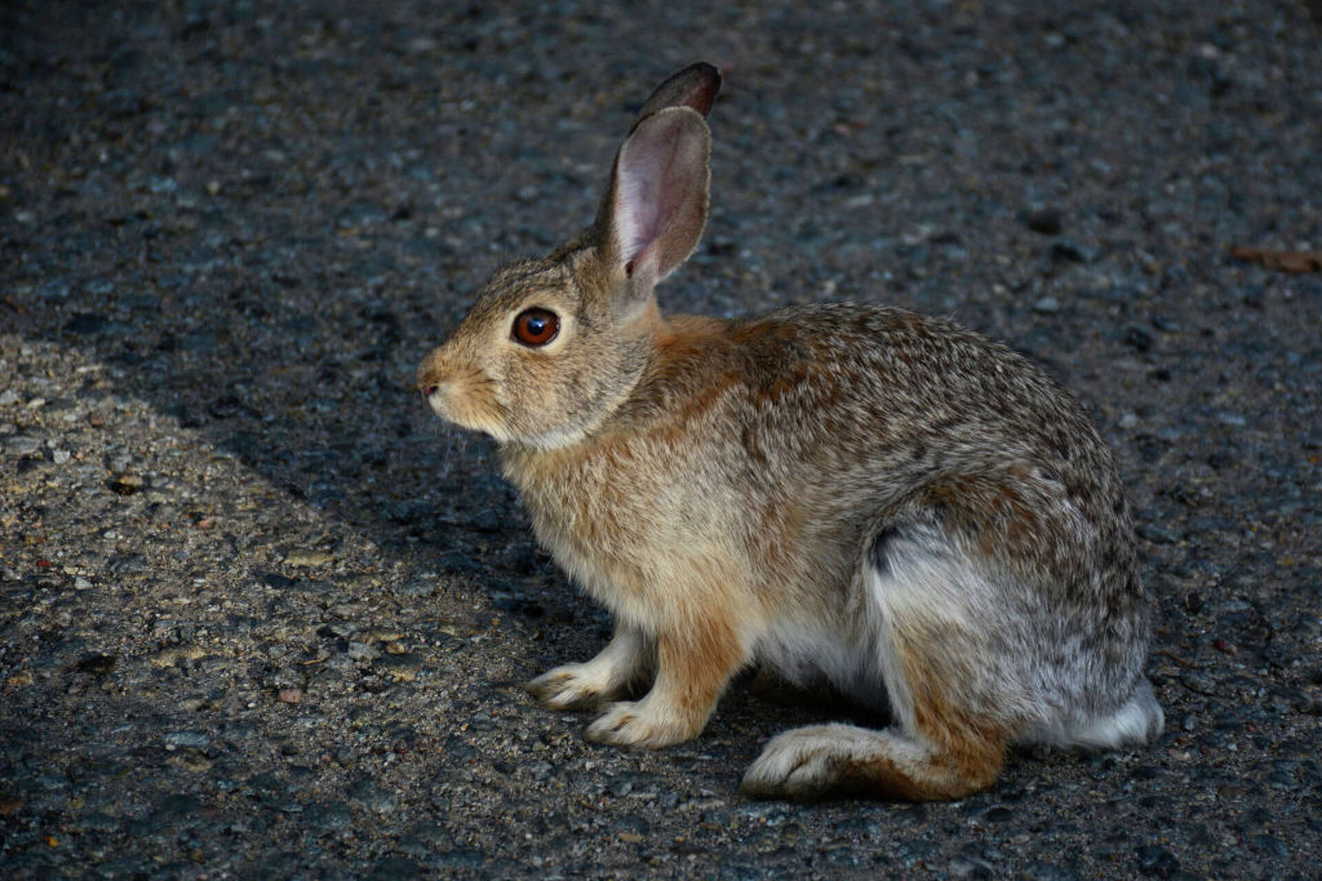 Decapitated rabbit head found in Texas high school bathroom