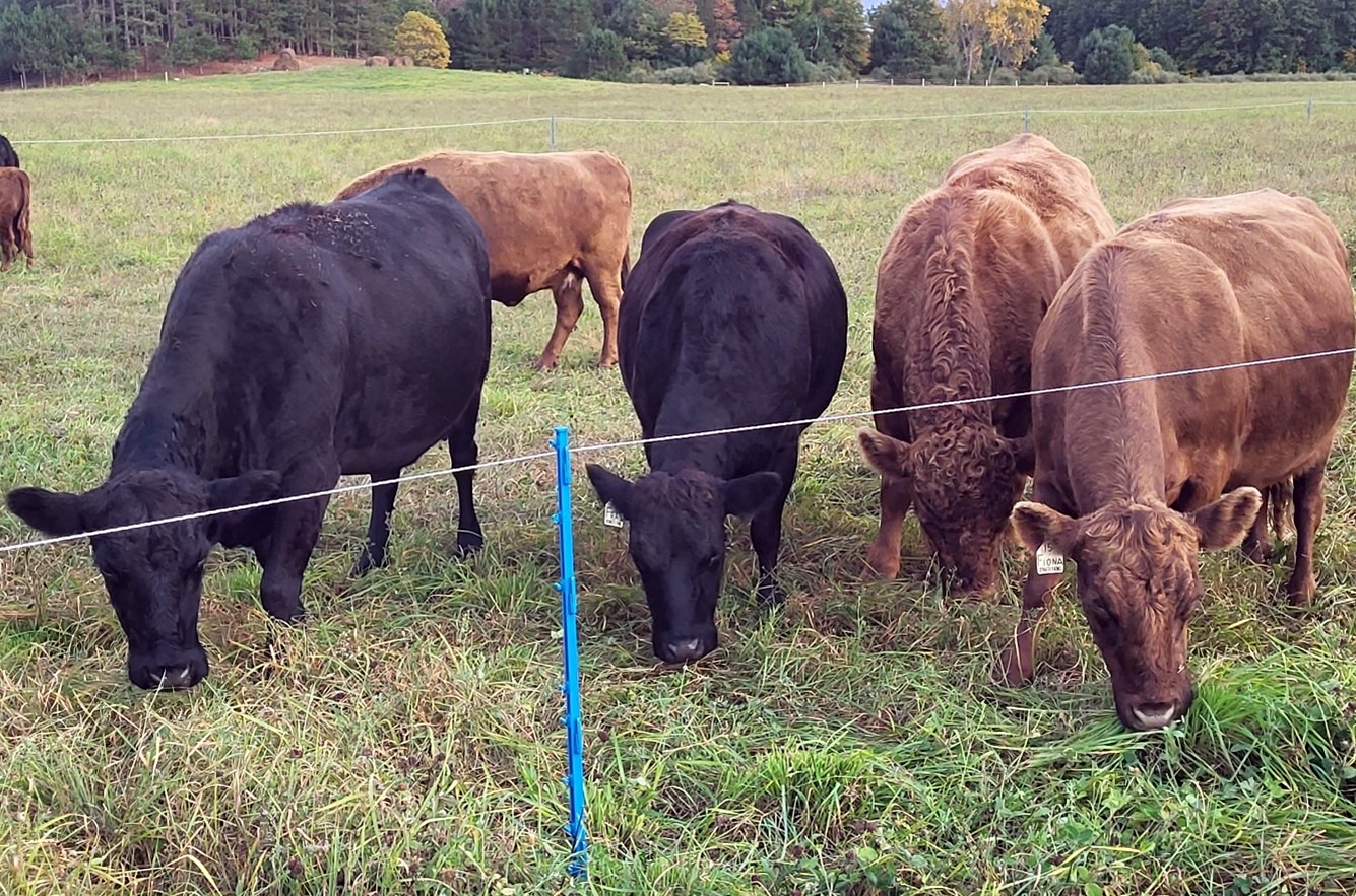 Manistee, Benzie counties off variety of beef ranches