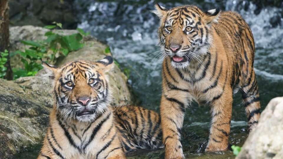 Houston's Downtown Aquarium will be the new temporary home of two rare Sumatran tigers named Kirana and Zara.